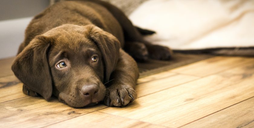 how to care for engineered hardwood floors with pets