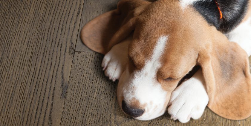 Dog, Pet-Friendly Hardwood Flooring