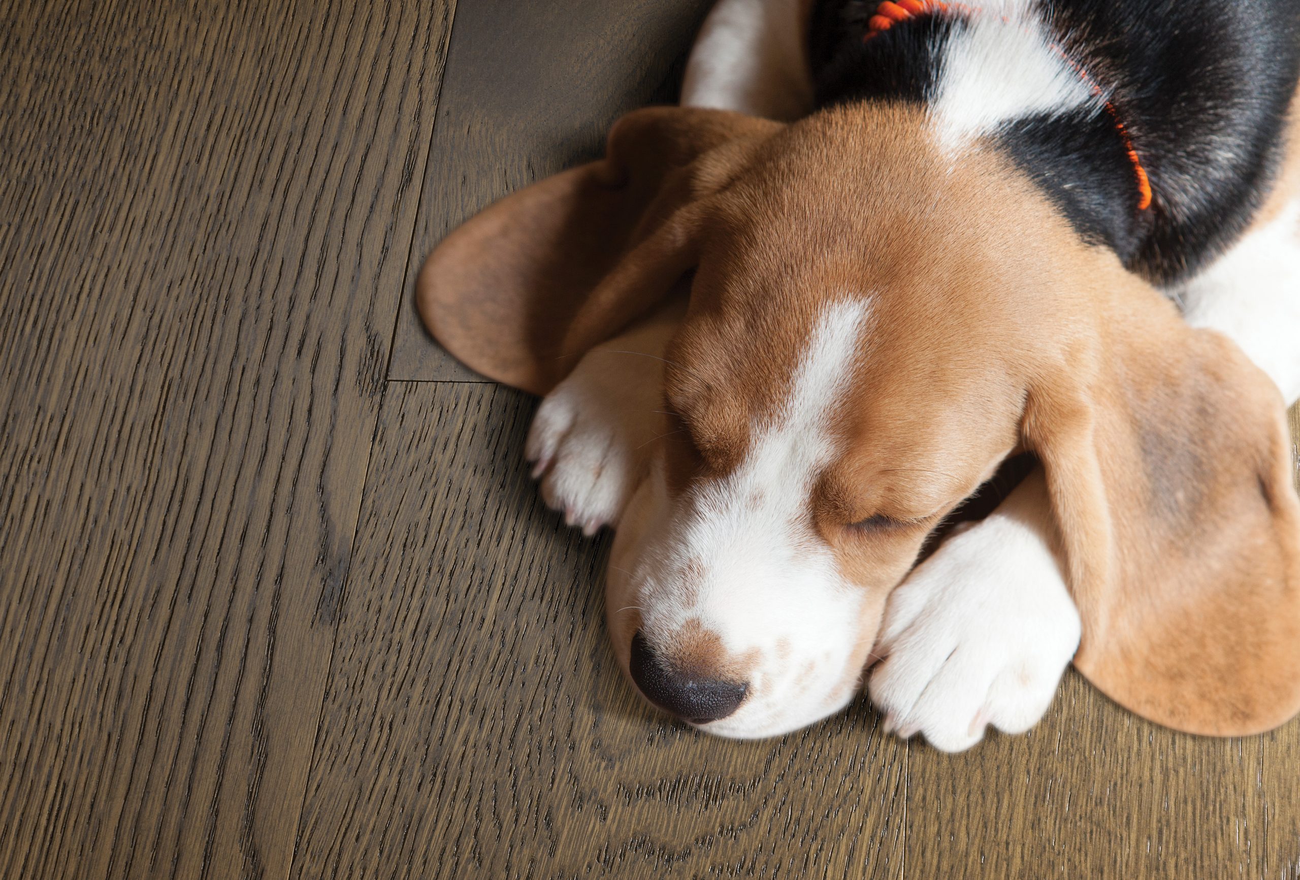 are engineered hardwood floors good for dogs