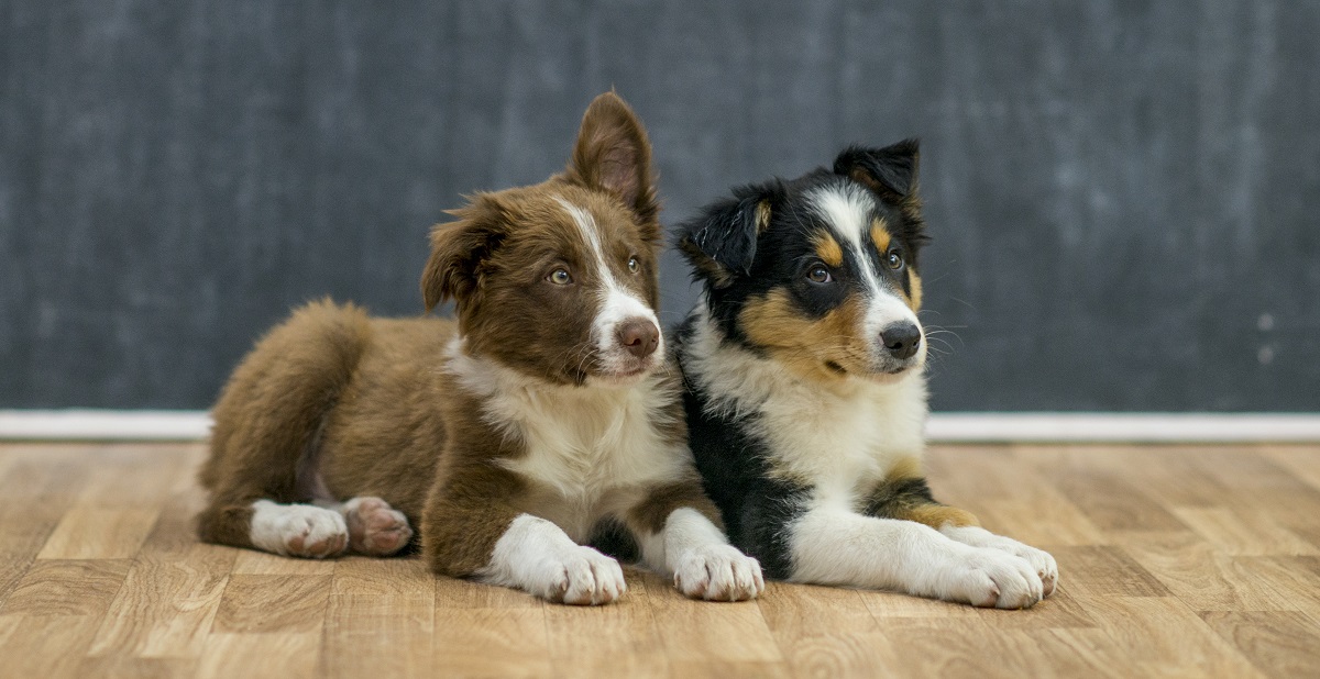 Pets And Your Hardwood Floors, Engineered Hardwood Floors And Dogs