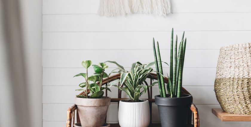 Healthy House Plants for Indoor Design