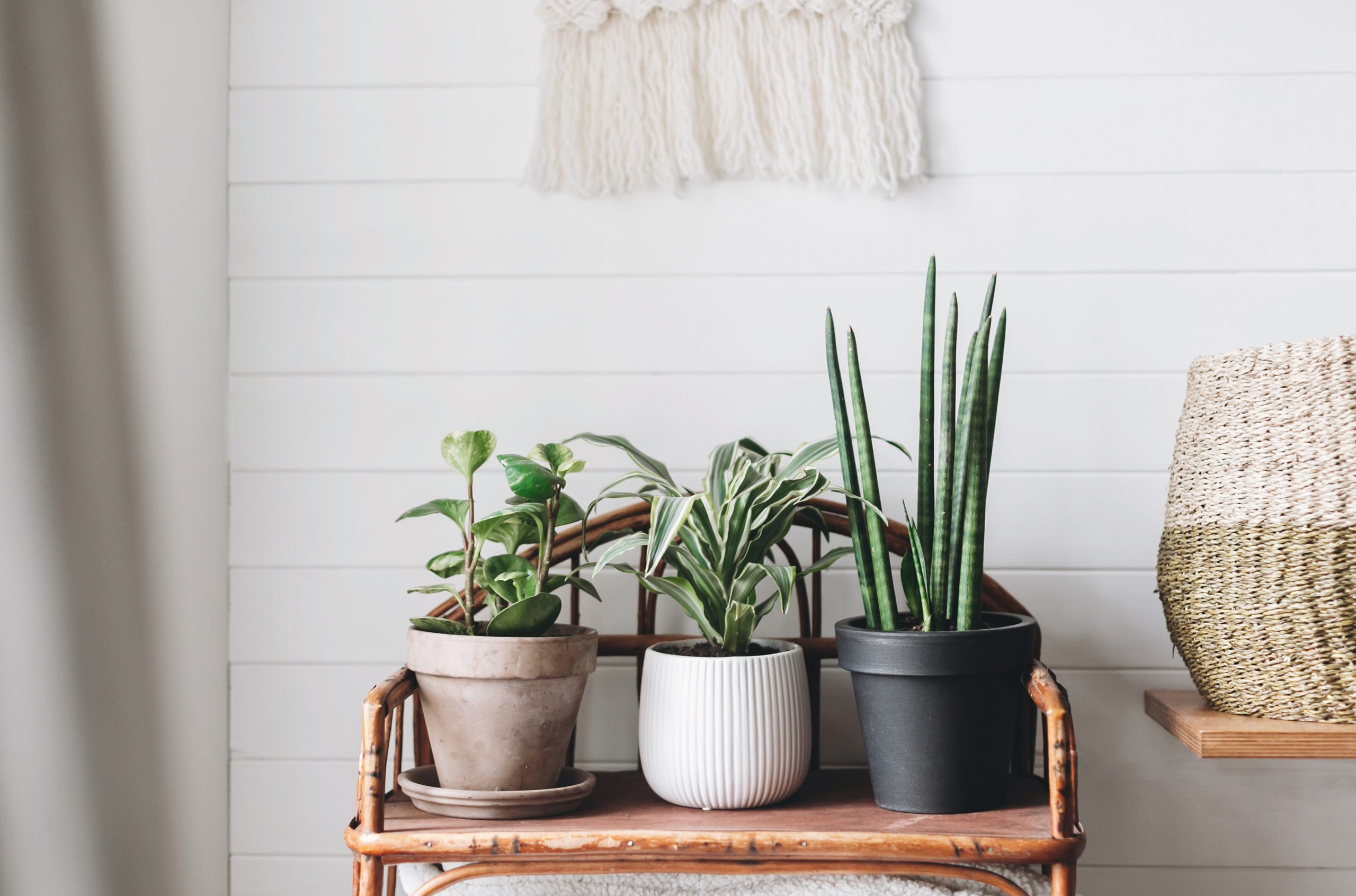 Healthy House Plants for Indoor Air Purification and Design